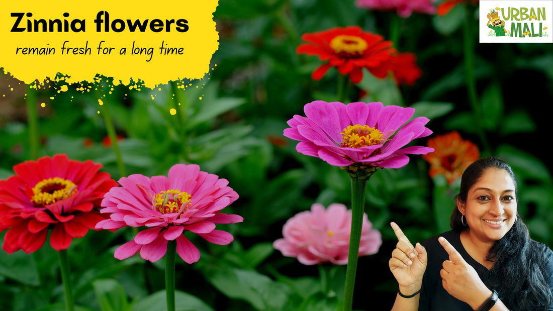 The Flower Zinnia Growing Tips