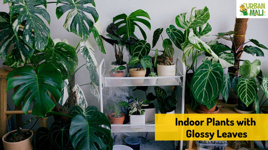 Indoor Plants with Glossy Leaves