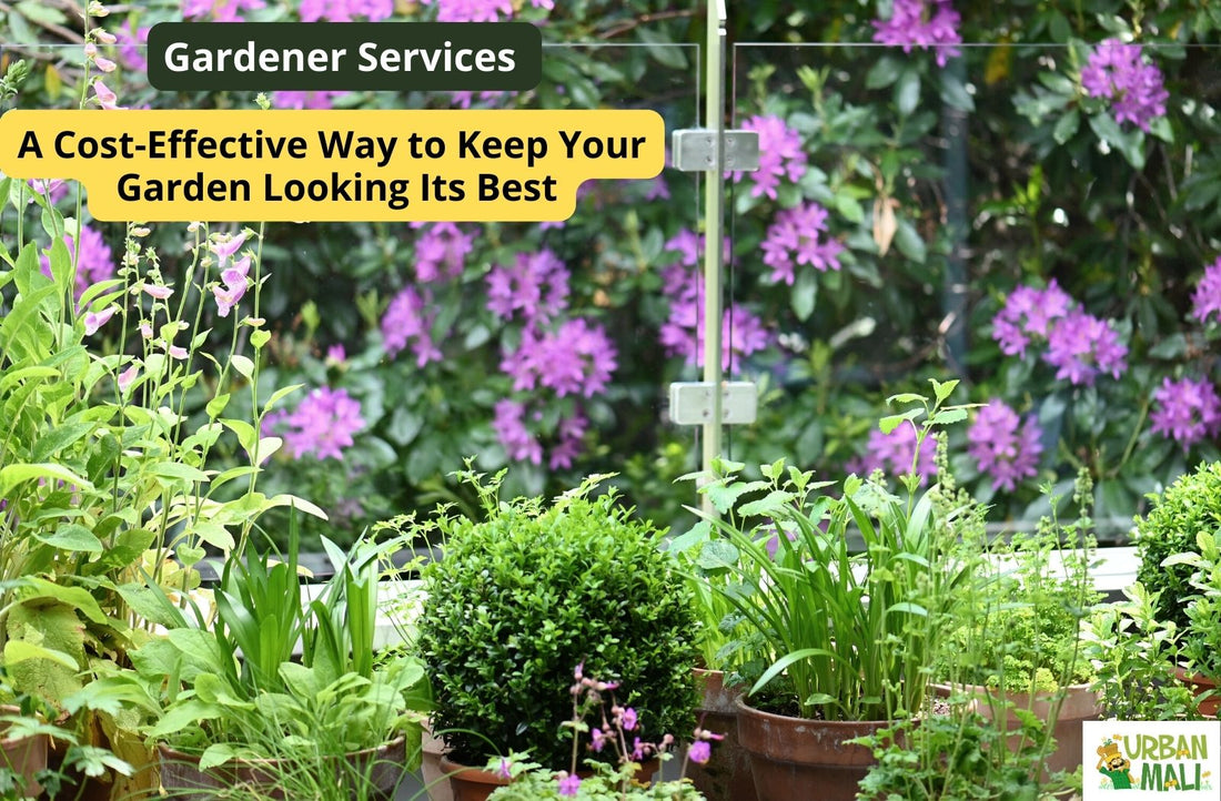 Gardener Services: A Cost-Effective Way to Keep Your Garden Looking Its Best