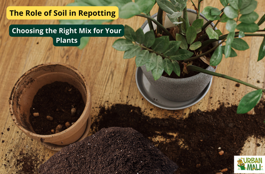 The Role of Soil in Repotting: Choosing the Right Mix for Your Plants