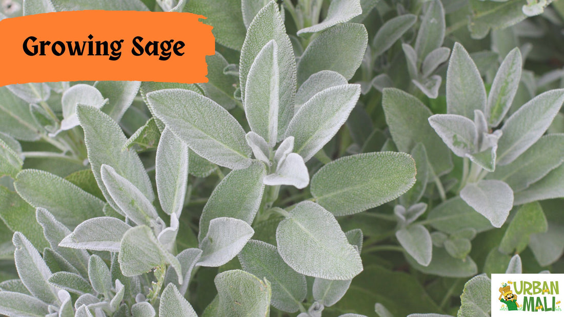 Growing Sage in Containers