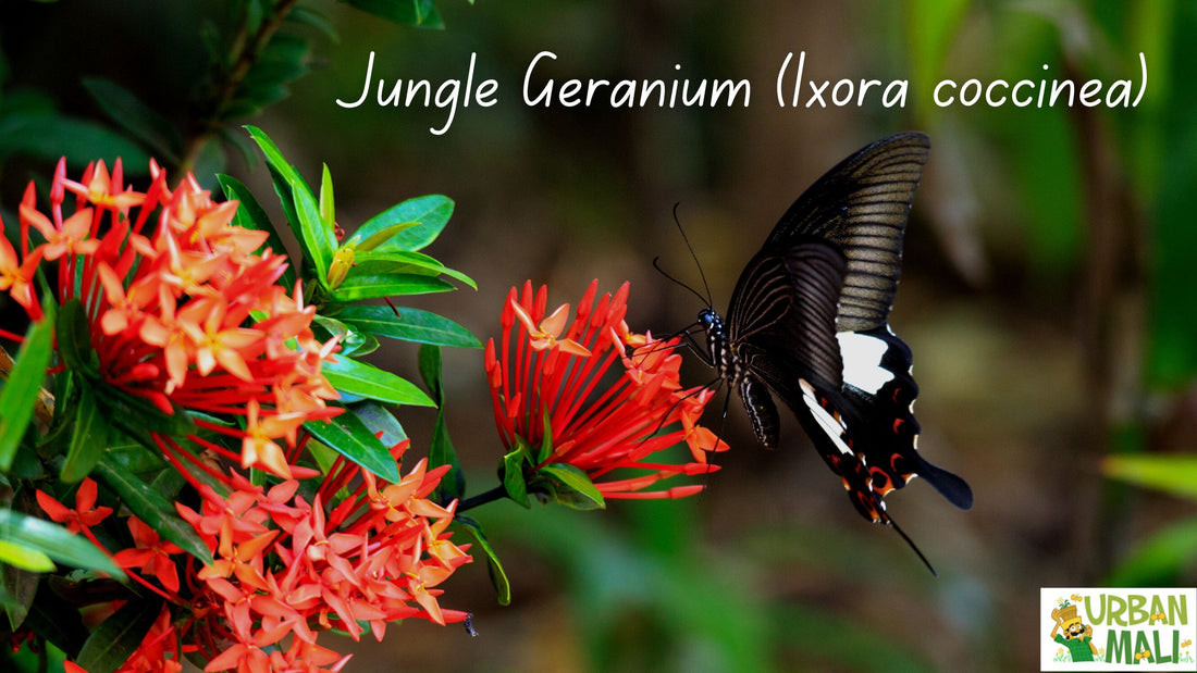 Jungle Geranium (Ixora coccinea)