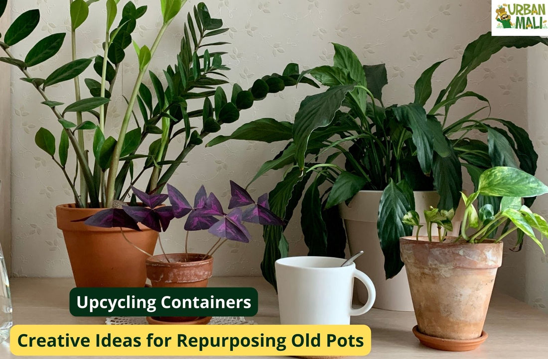 Upcycling Containers: Creative Ideas for Repurposing Old Pots