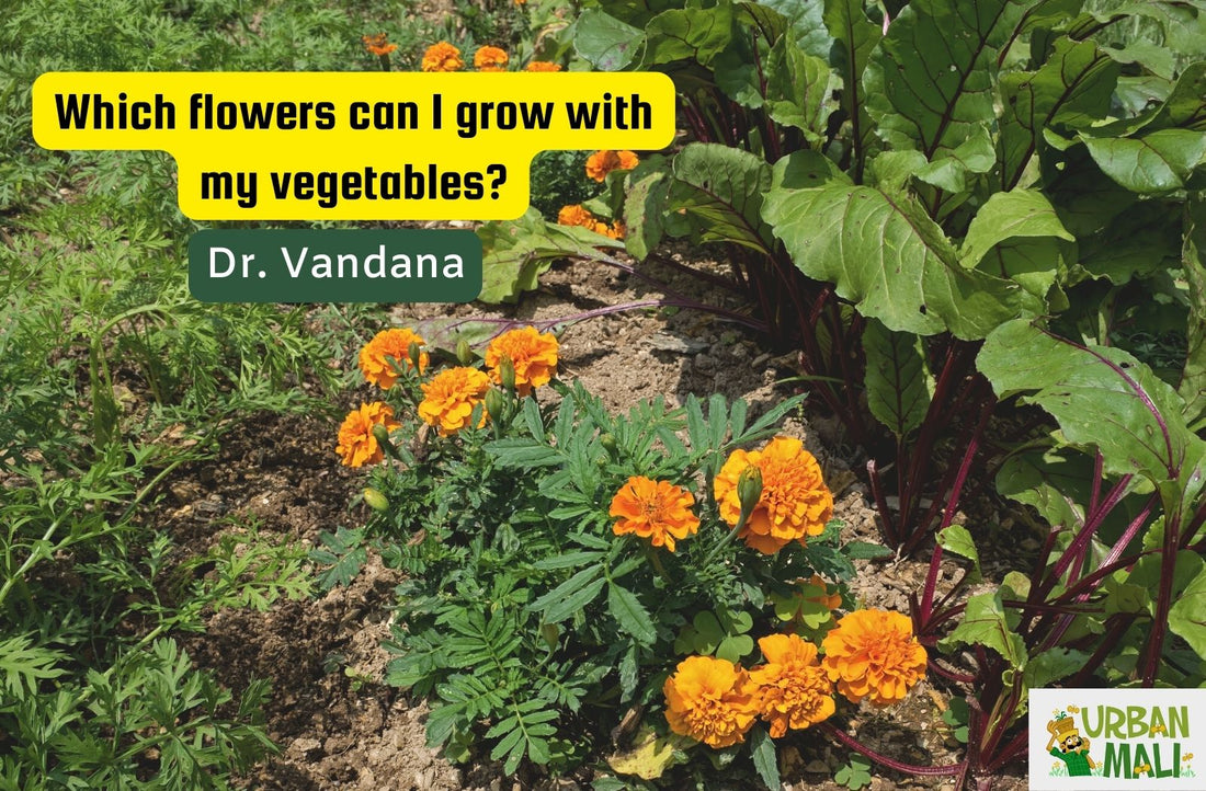 Which flowers can I grow with my vegetables?
