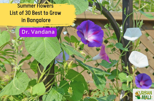 Summer Flowers - List of 30 Best to Grow in Bangalore, India