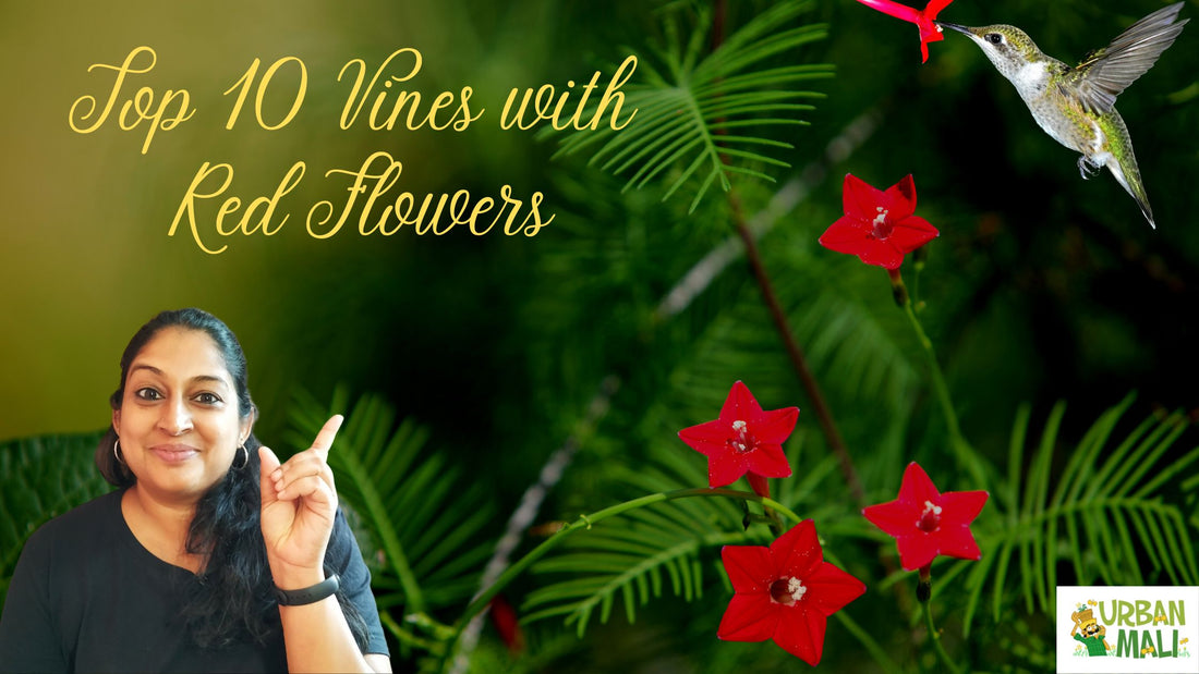 Top 10 Vines with Red Flowers