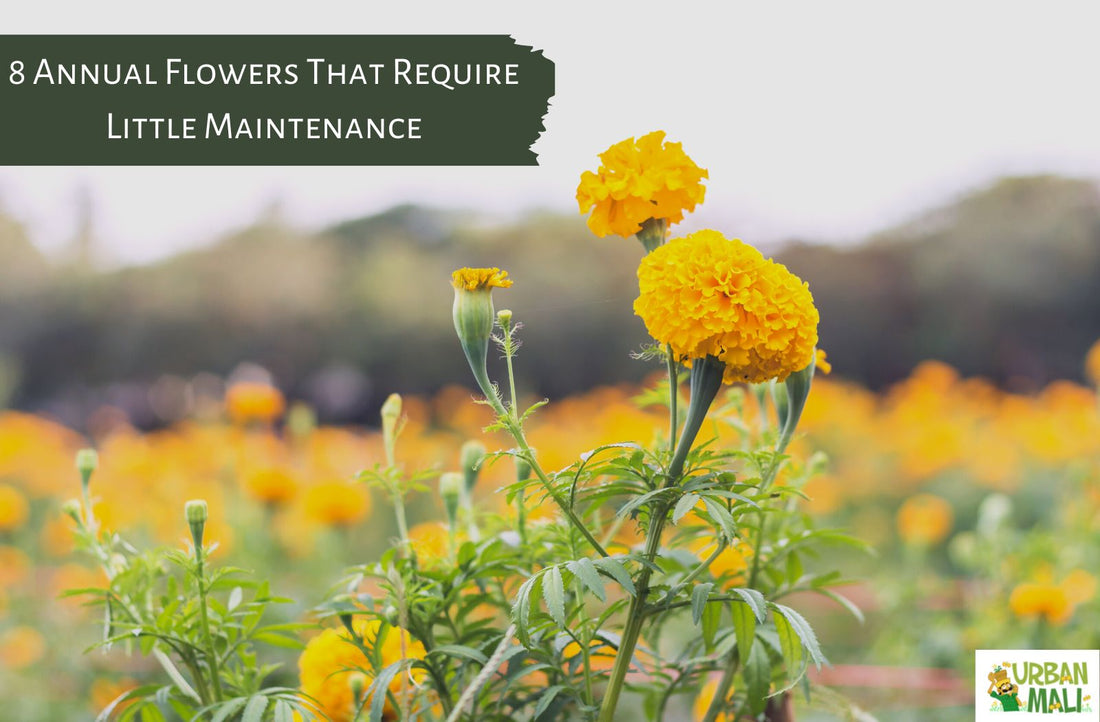 8 Annual Flowers That Require Little Maintenance