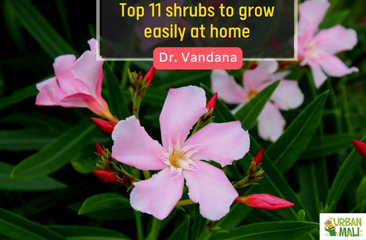 Top 11 shrubs to grow easily at home