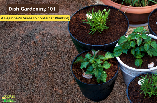 Dish Gardening 101: A Beginner's Guide to Container Planting