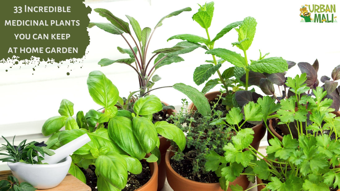 33 Incredible medicinal plants with names you can keep at home garden
