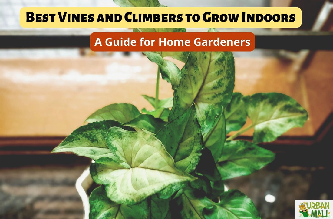 Best Vines & Climbers to Grow Indoors: A Guide for Home Gardeners