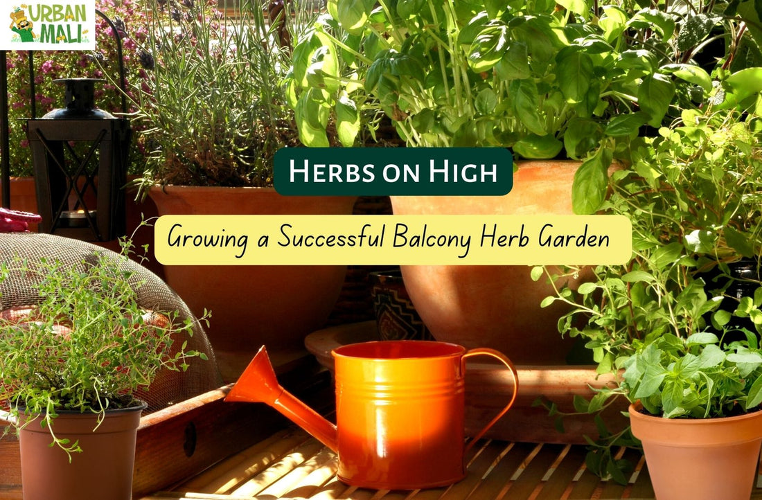Herbs on High: Growing a Successful Balcony Herb Garden