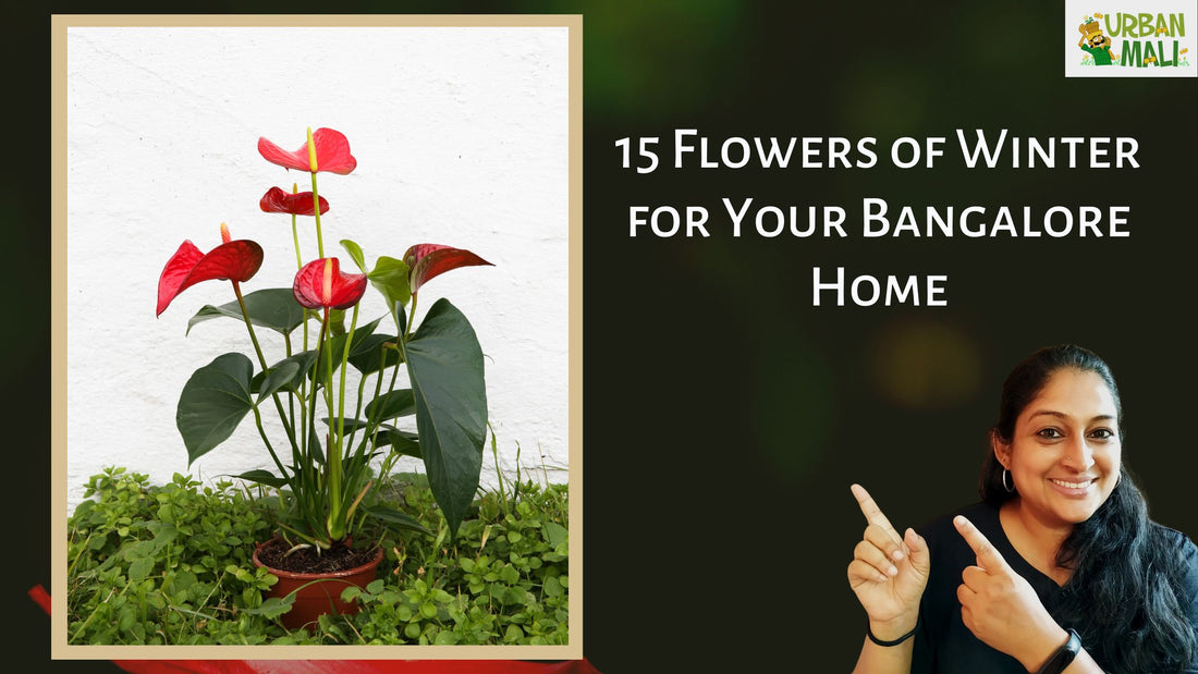 15 Flowers of Winter for Your Bangalore Home