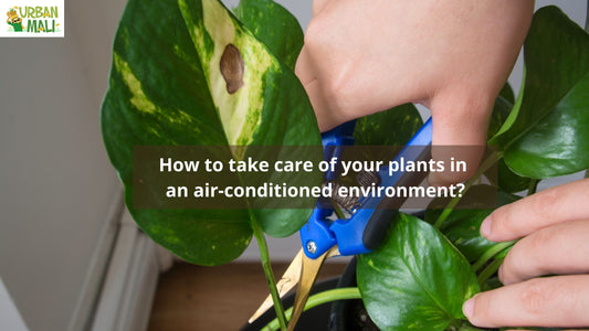 How to take care of your plants in an air-conditioned environment?