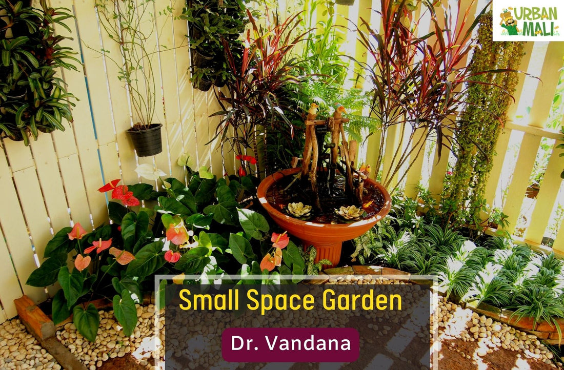 Small Space Garden