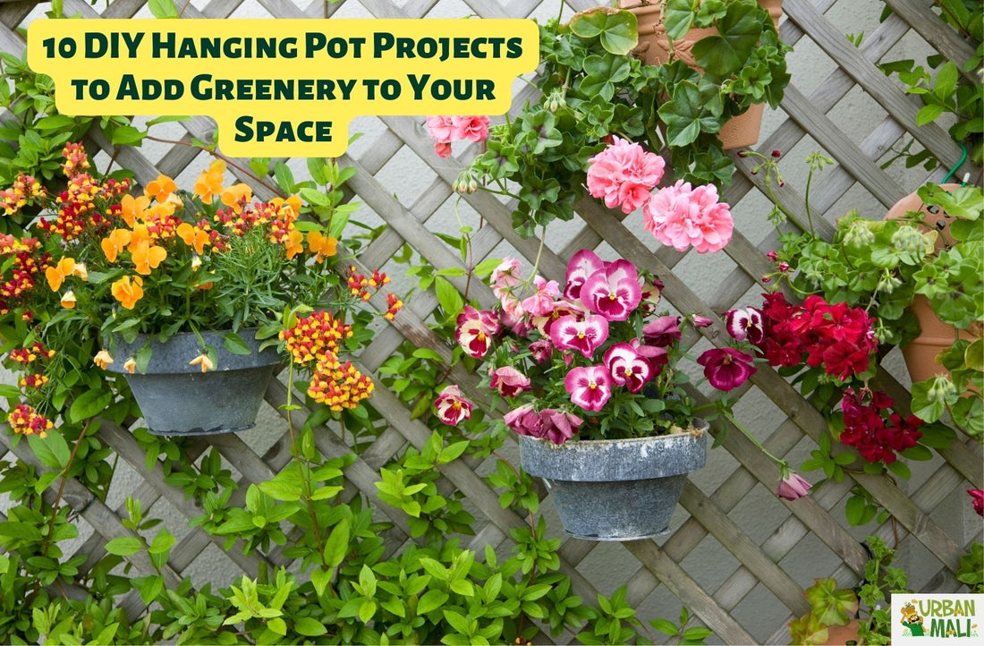 10 DIY Hanging Pot Projects to Add Greenery to Your Space