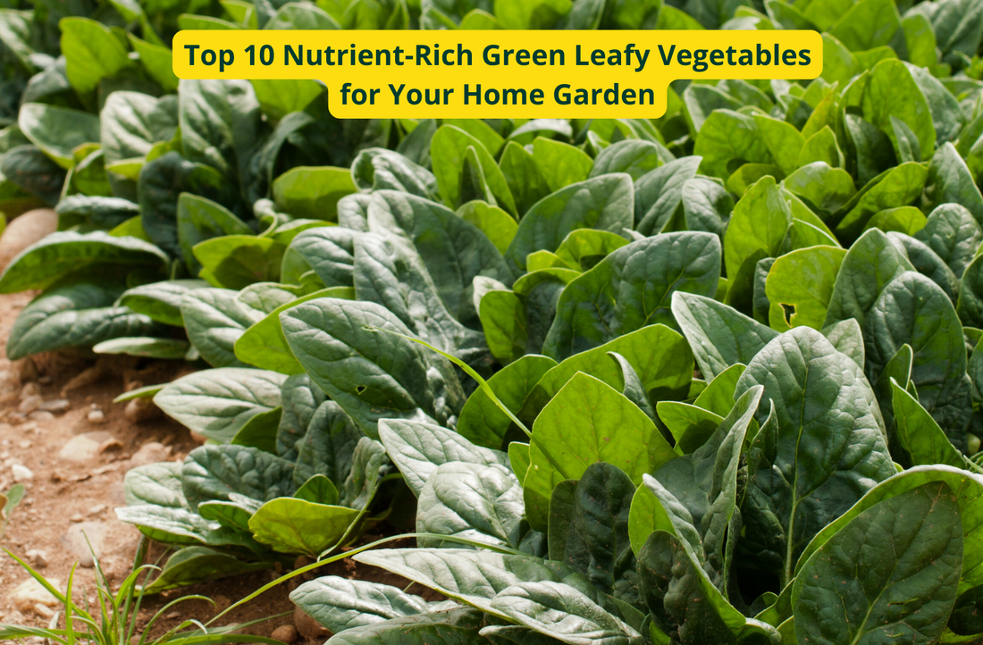 Top 10 Nutrient-Rich Green Leafy Vegetables for Your Home Garden