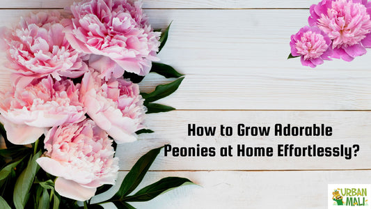 How to Grow Adorable Peonies at Home Effortlessly?