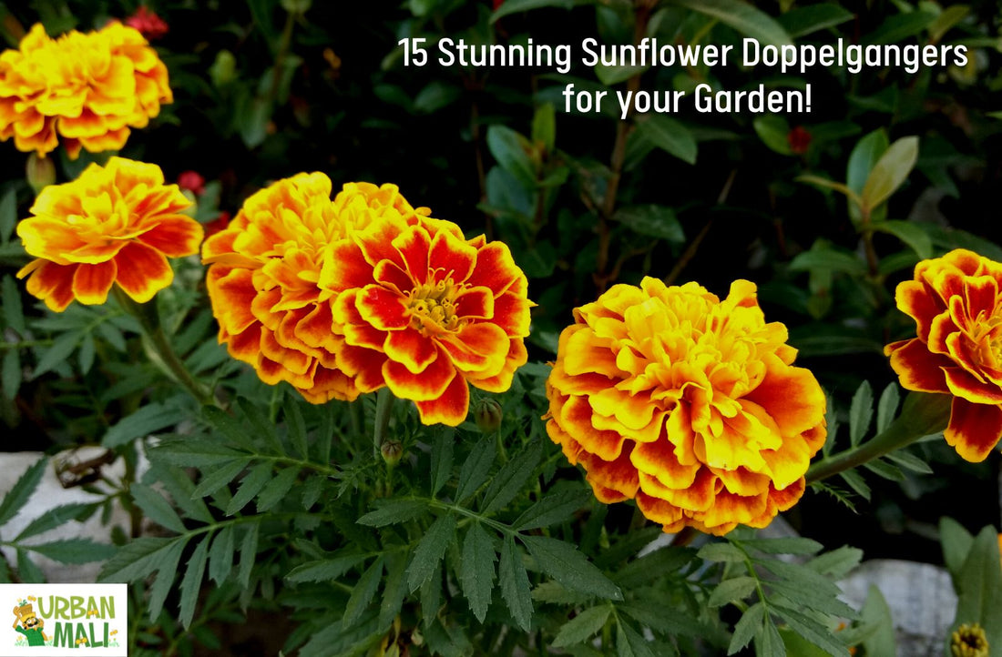 15 Stunning Sunflower Doppelgangers for your Garden!