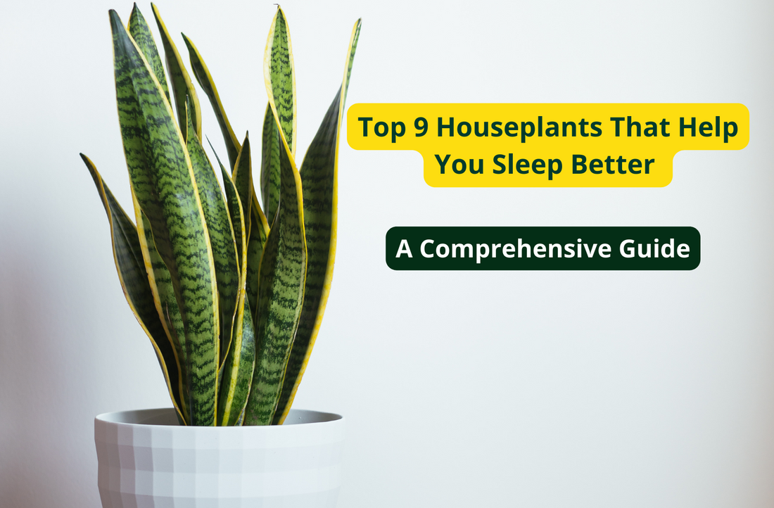 Top 9 Houseplants That Help You Sleep Better: A Comprehensive Guide