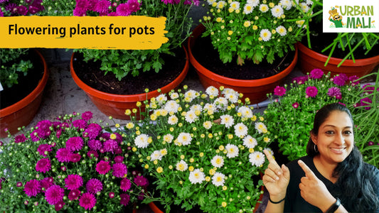 Flowering plants for pots