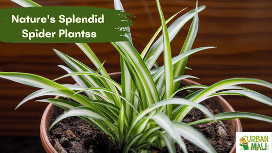 Nature's Splendid Spider Plants