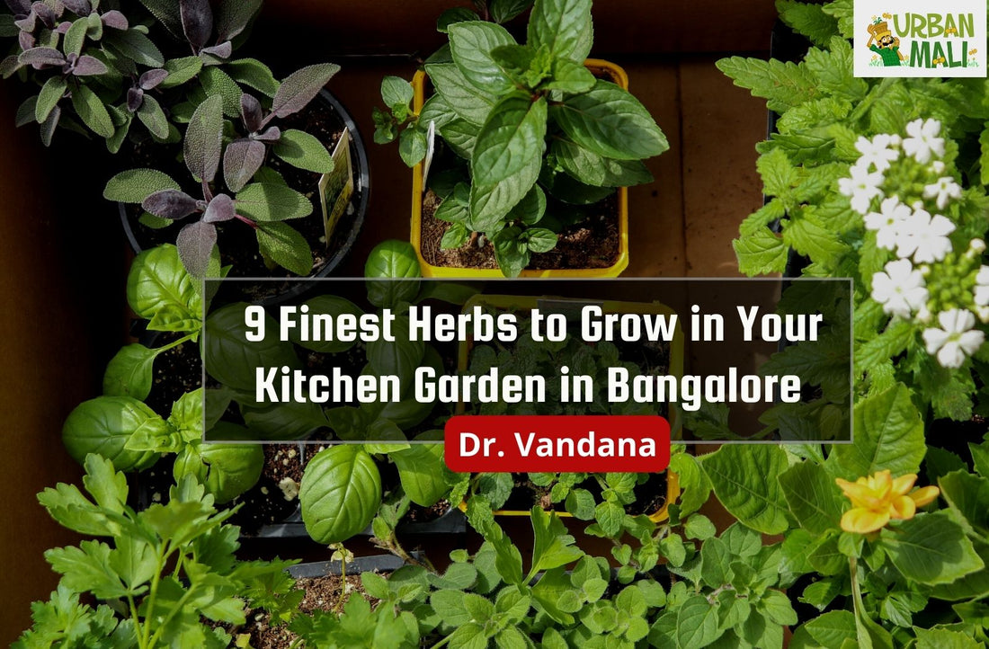 9 Finest Herbs to Grow in Your Kitchen Garden in Bangalore