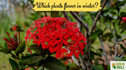 Which plants flower in winter?
