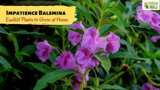 Brilliant Impatience Balsmina is One of the Easiest Plants to Grow at Home