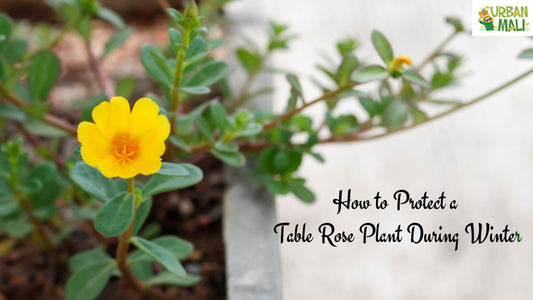How to Protect a Table Rose Plant During Winter?