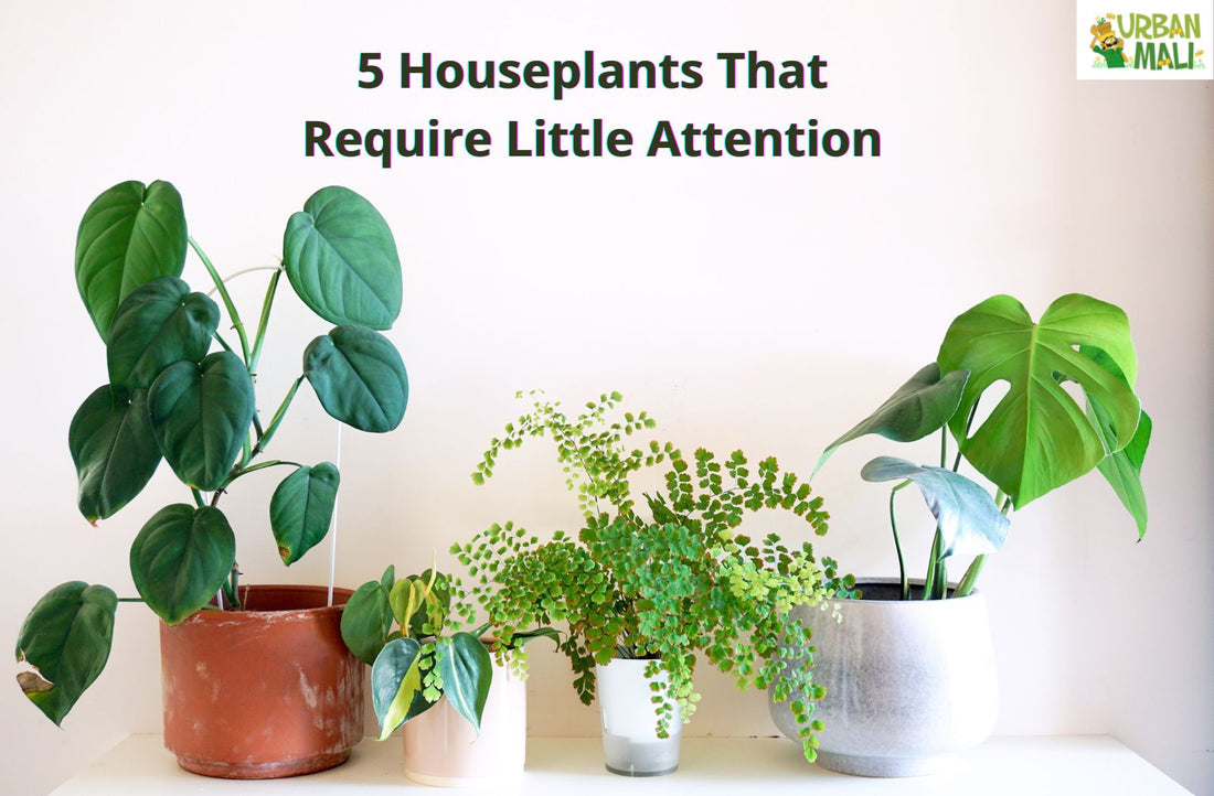 5 Houseplants That Require Little Attention