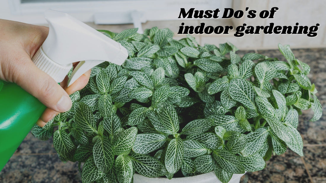Must Do's of indoor gardening