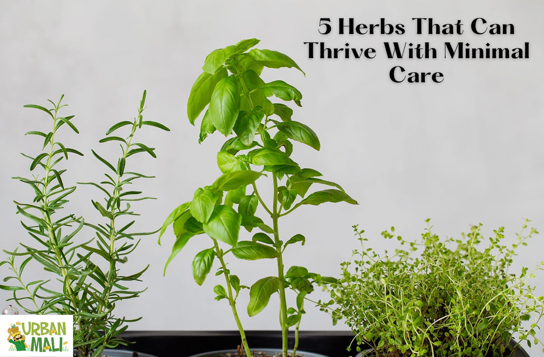 5 Herbs That Can Thrive With Minimal Care