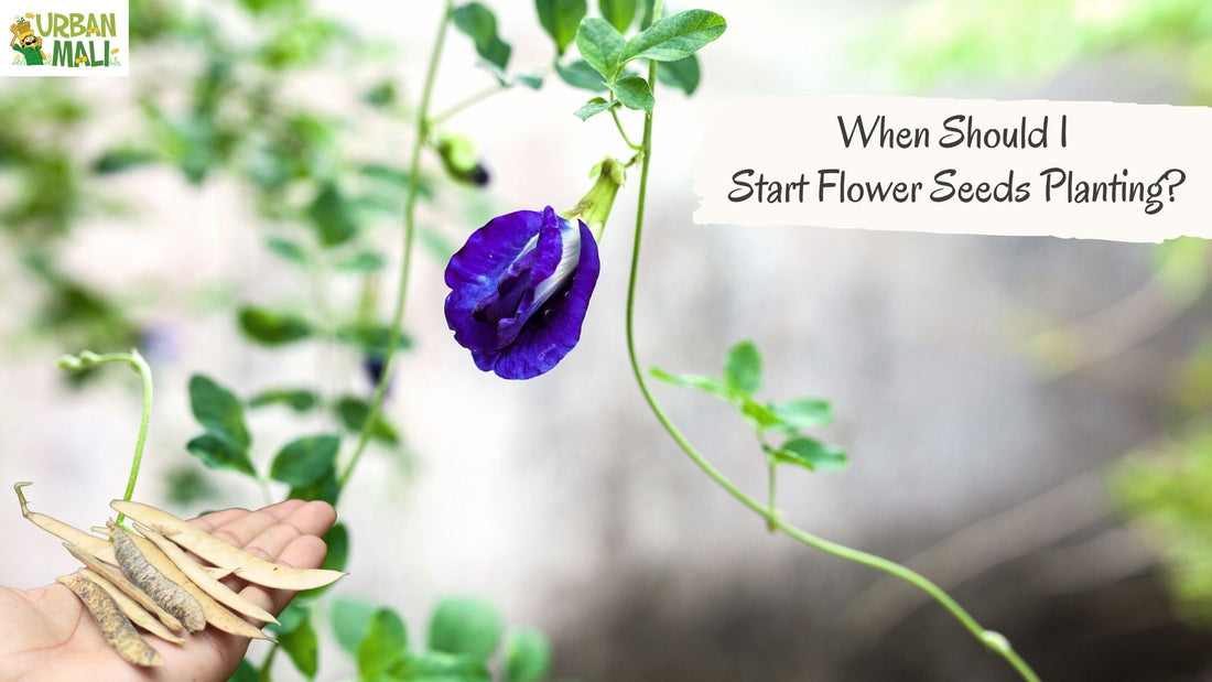 When Should I Start Flower Seeds Planting?