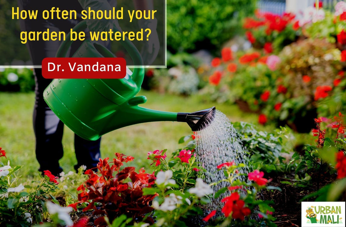 How often should your garden be watered?