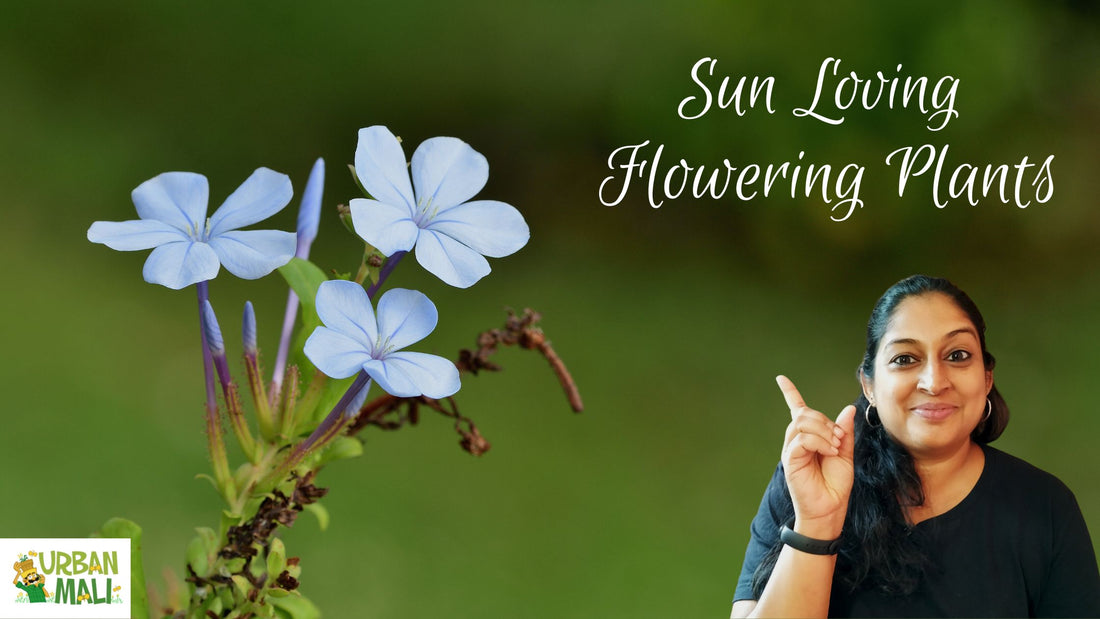 Sun Loving Flowering Plants