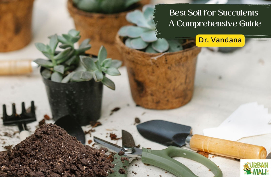 Best Soil for Succulents: A Comprehensive Guide