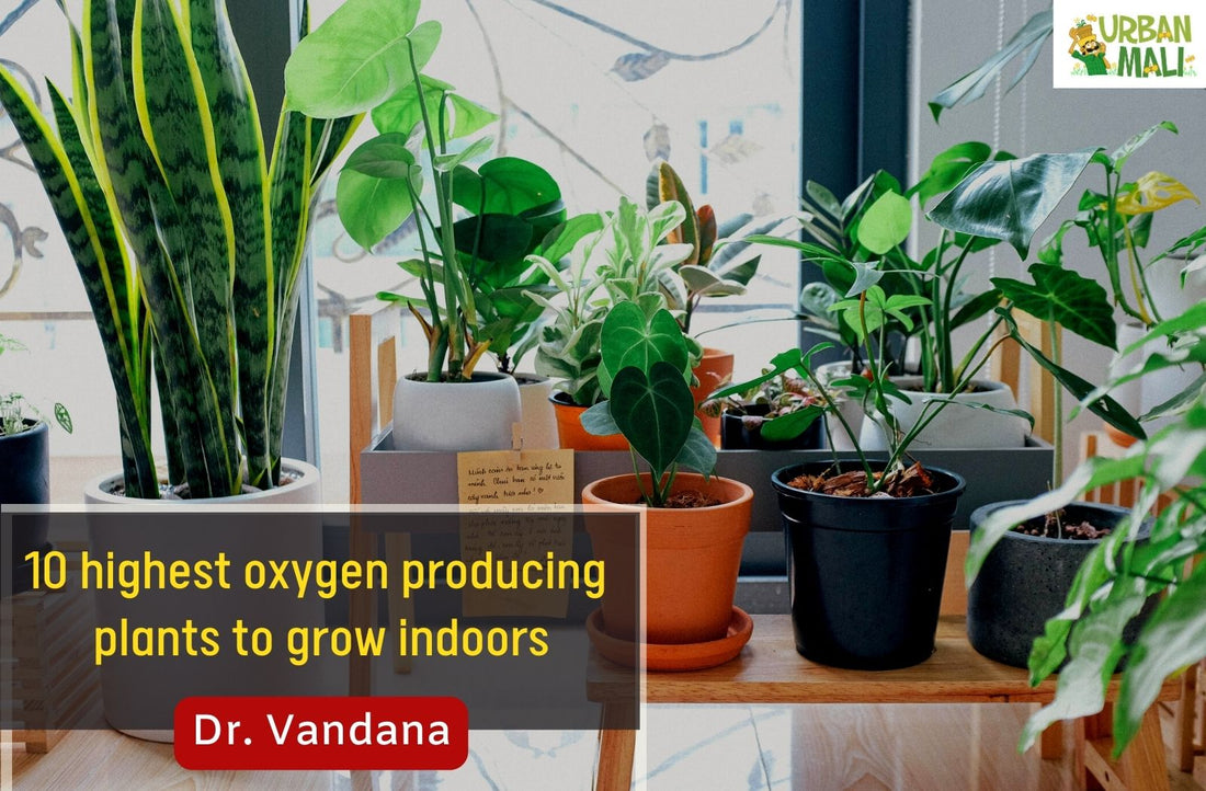 10 highest oxygen producing plants to grow indoors