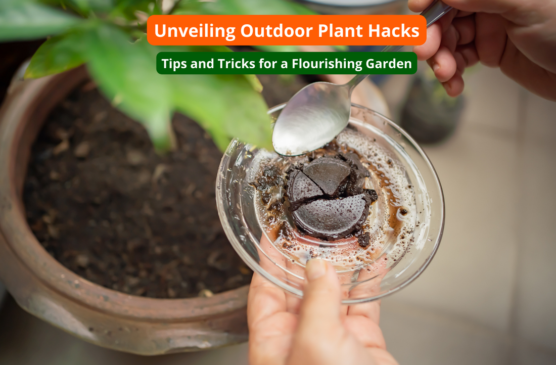 Unveiling Outdoor Plant Hacks: Tips and Tricks for a Flourishing Garden