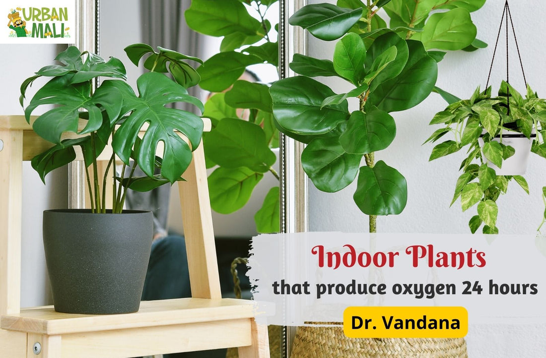 Indoor Plants that produce oxygen 24 hours