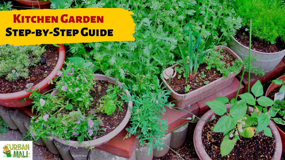 Kitchen Garden Step-by-Step Guide
