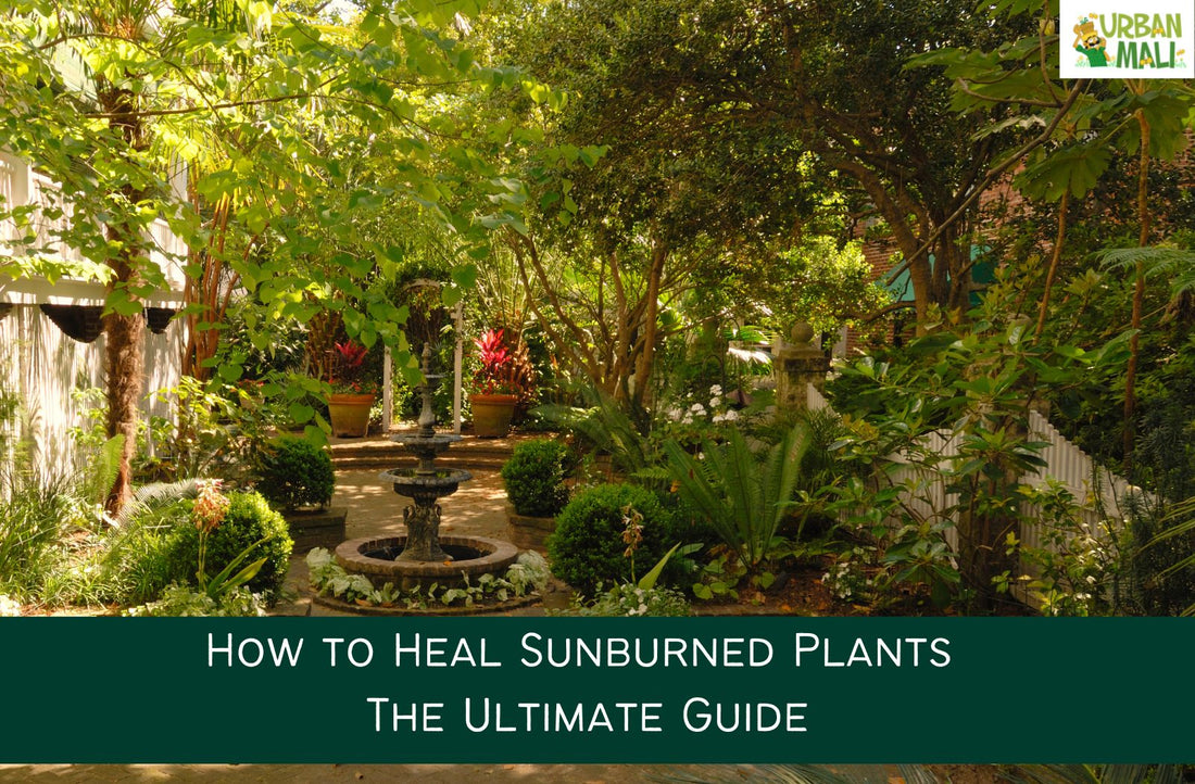How to Heal Sunburned Plants: The Ultimate Guide