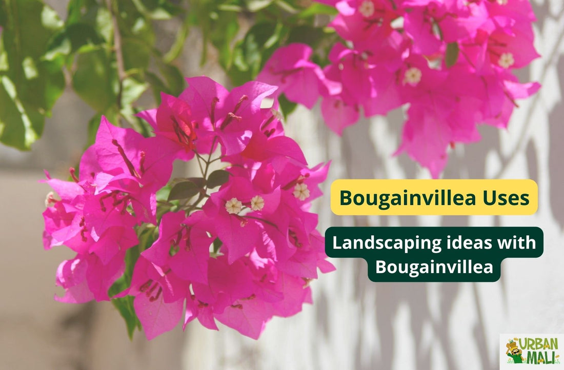 Bougainvillea Uses: Landscaping ideas with Bougainvillea