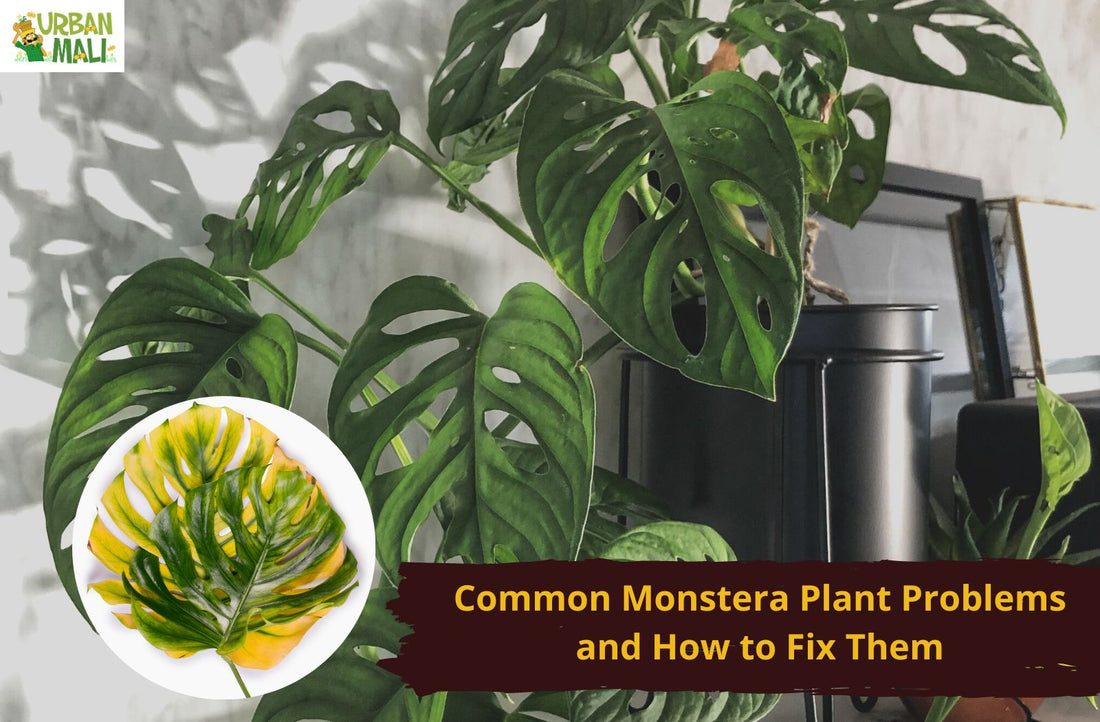 Common Monstera Plant Problems and How to Fix Them