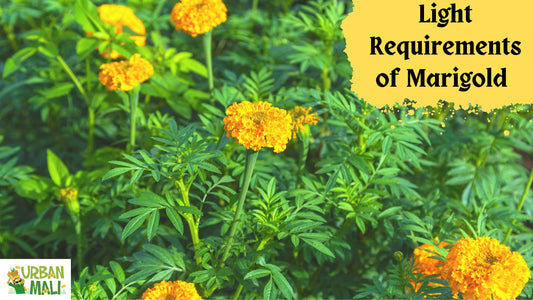 Light Requirements of  Marigold