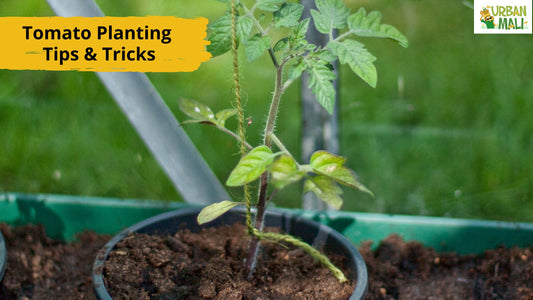 Tomato Planting Tips & Tricks