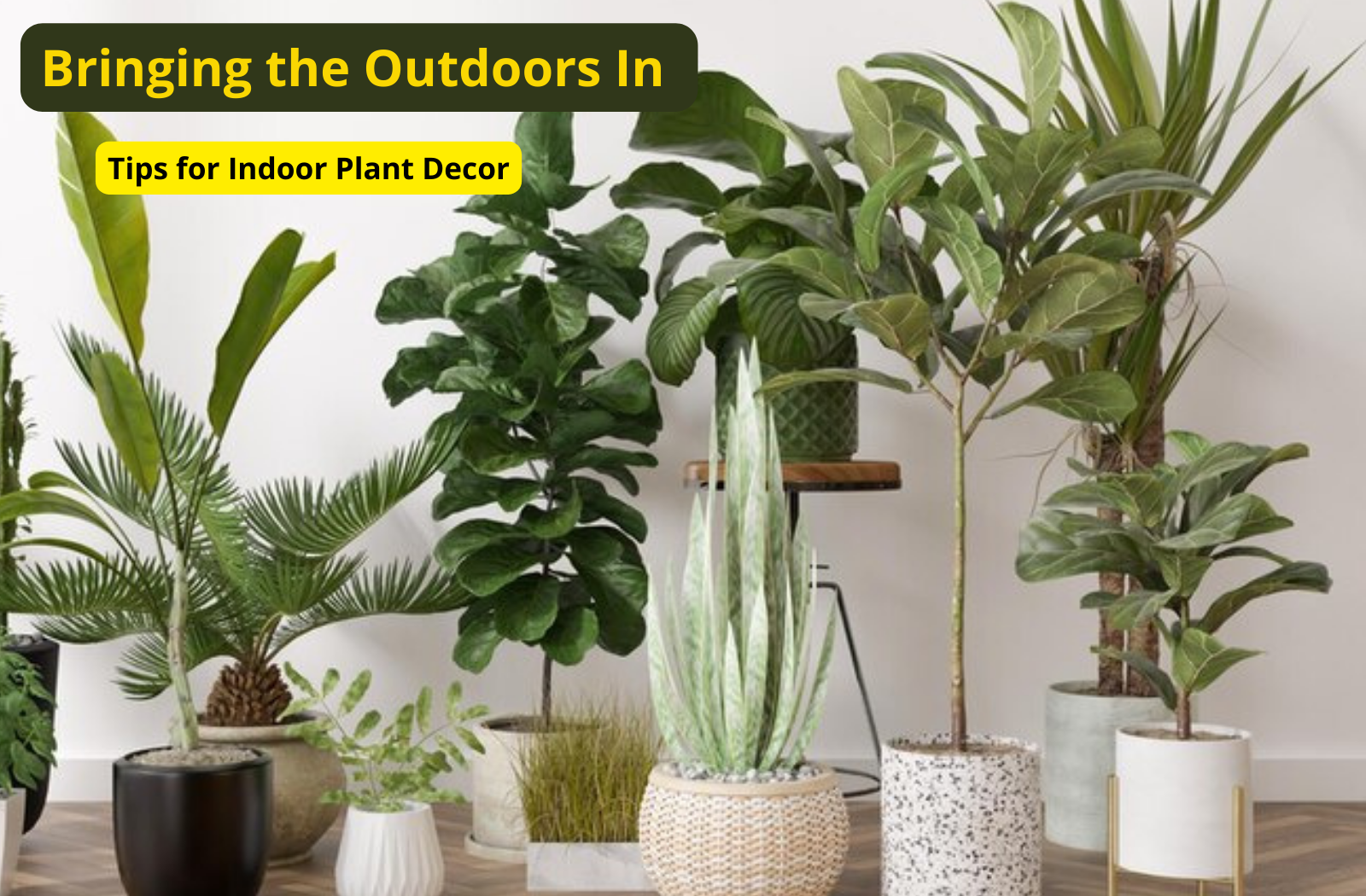 Bringing the Outdoors In: Tips for Indoor Plant Decor