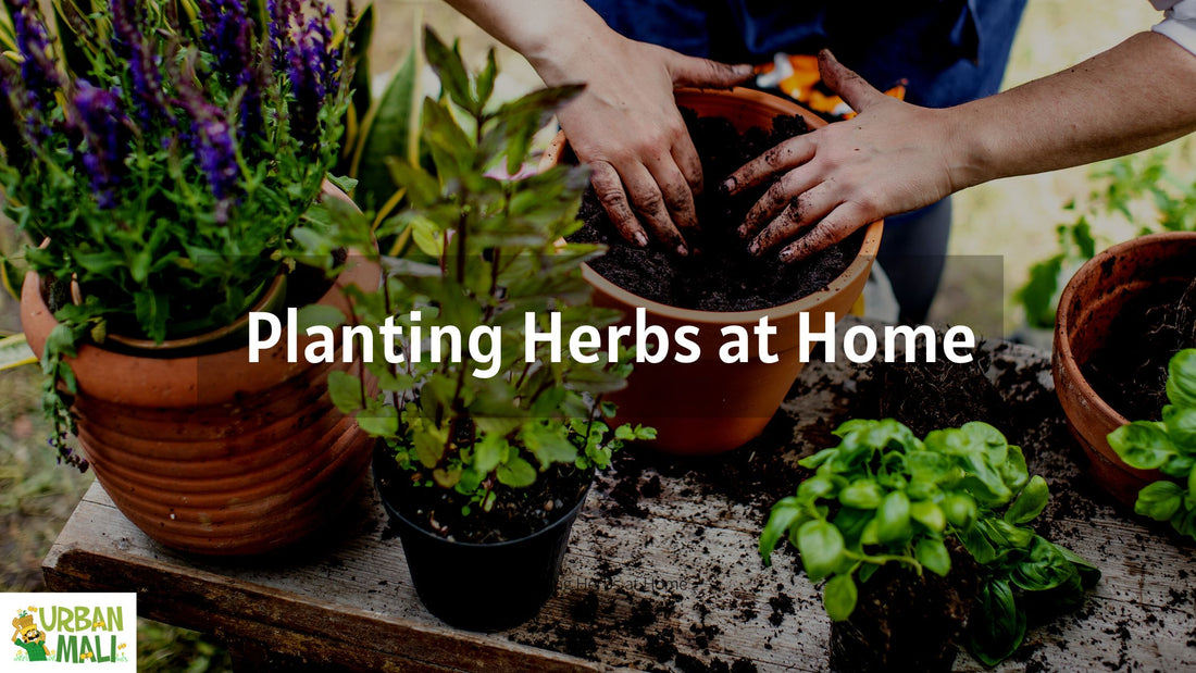 Planting Herbs at Home - A step-by-step Guide
