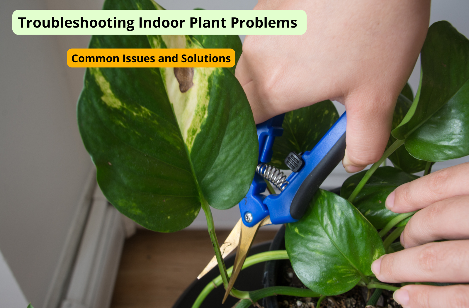Troubleshooting Indoor Plant Problems: Common Issues and Solutions