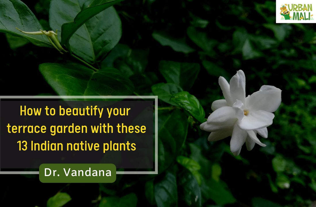 How to beautify your terrace garden with these 13 Indian native plants